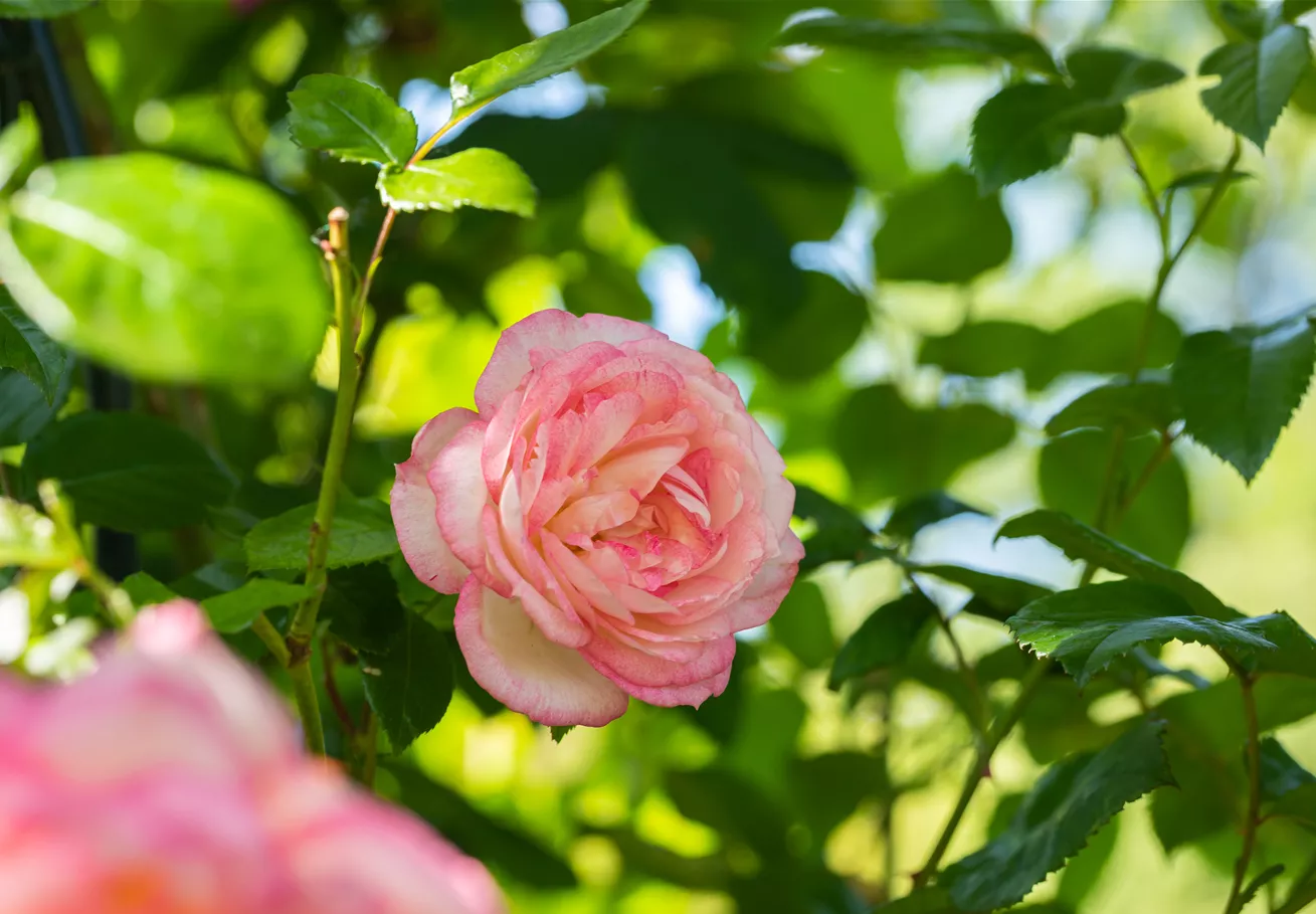 Kletterrose, rosa Kletterrose, rosa