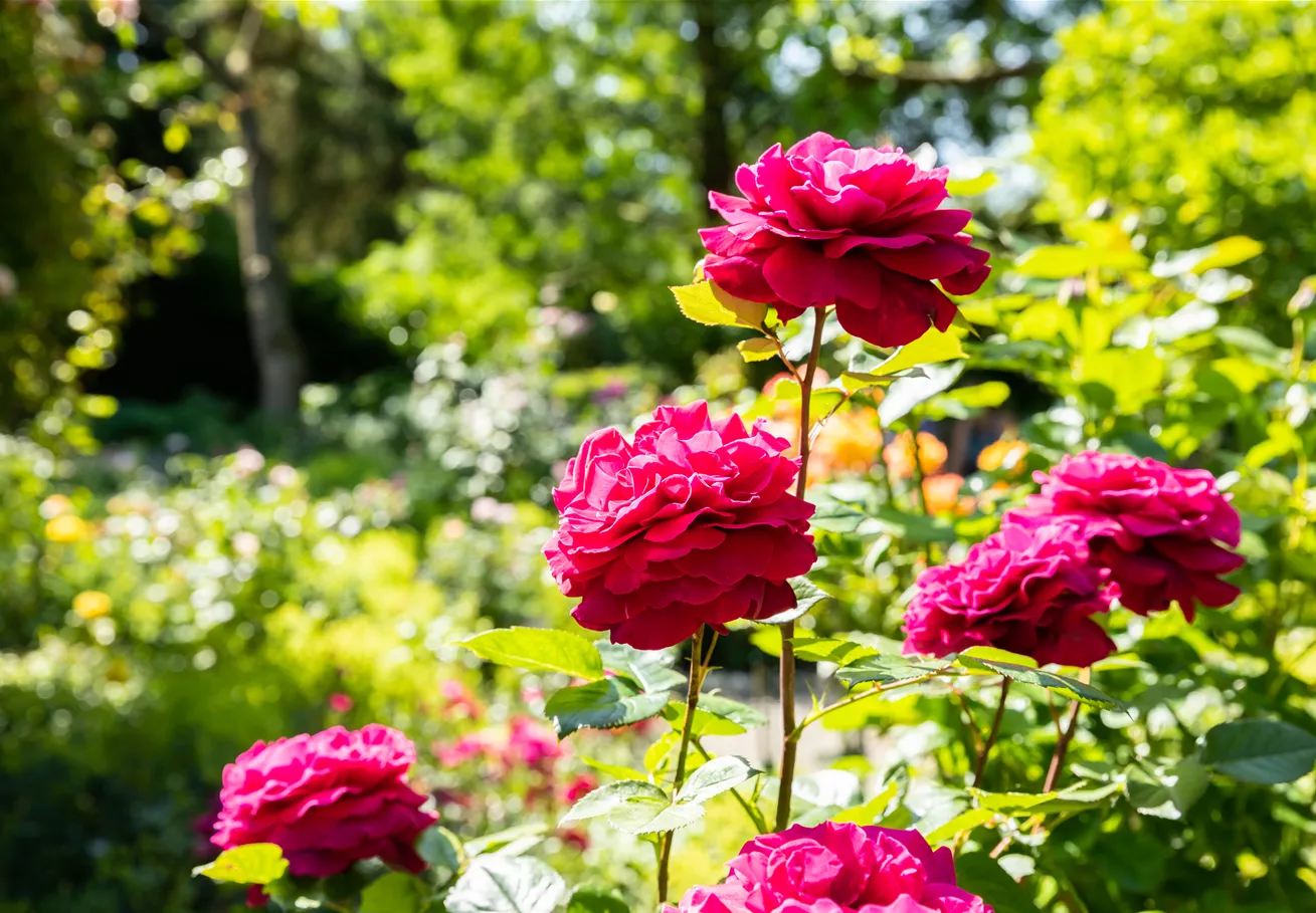 Edelrose, rot Edelrose, rot