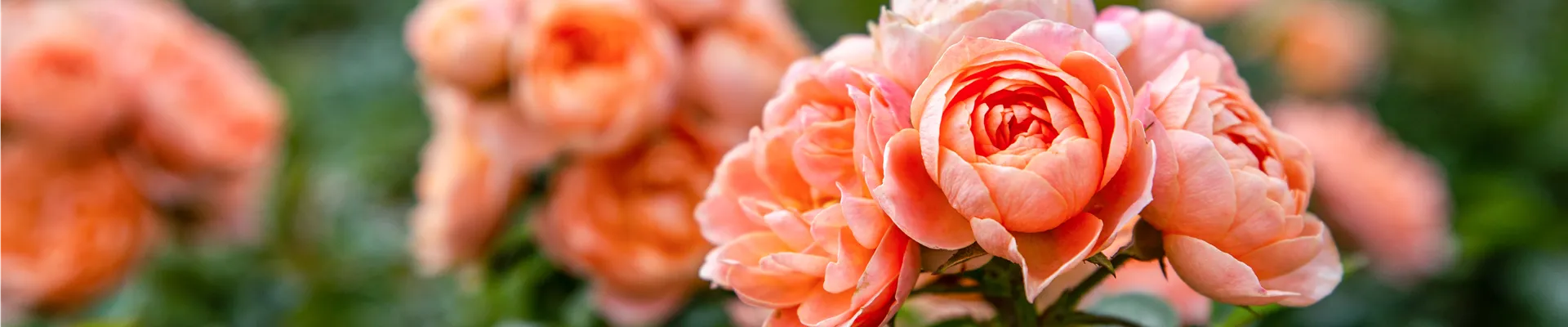 Strauchrose, apricot