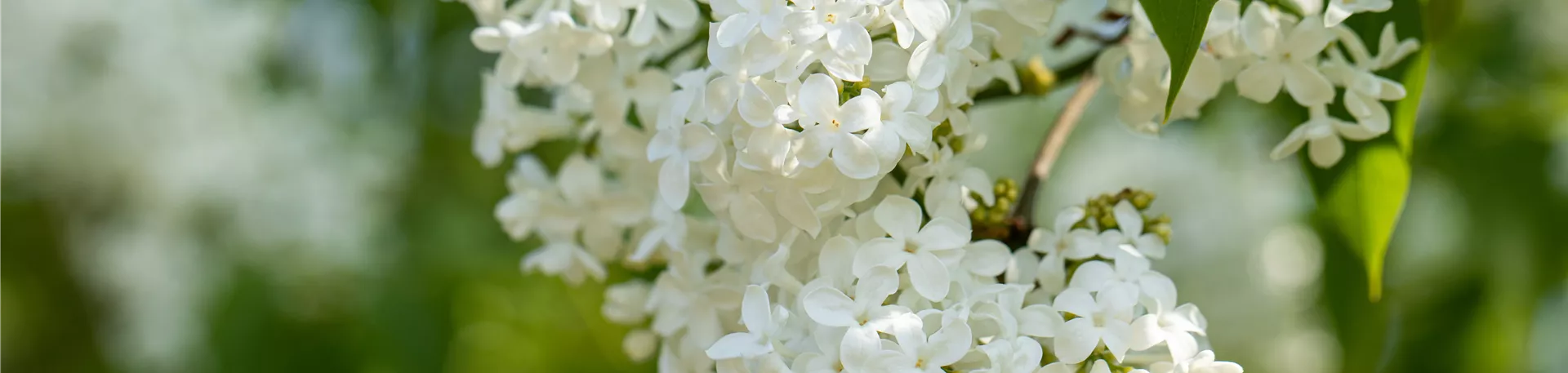 Syringa hyacinthiflora 'Sister Justena' Syringa hyacinthiflora 'Sister Justena'