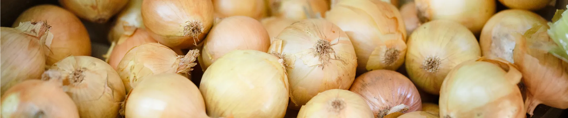 Allium cepa