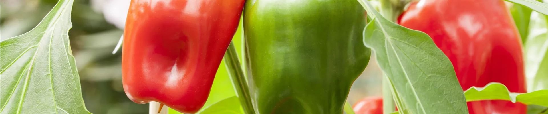 Capsicum annuum 'Pick a Pep'®