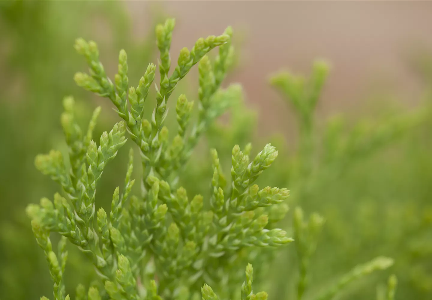 Thuja occidentalis 'Jantar' Thuja occidentalis 'Jantar'