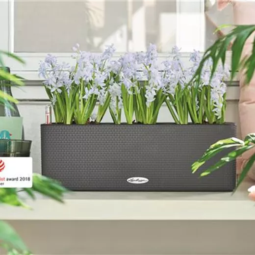 LECHUZA CUBE Color Triple 14 