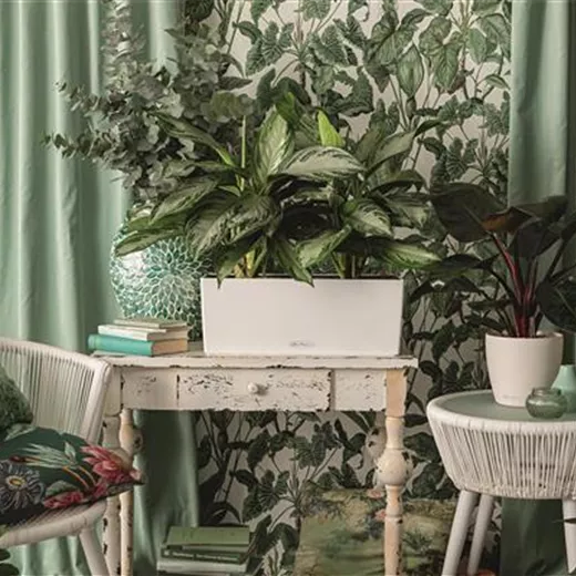 LECHUZA BALCONERA Color 50 