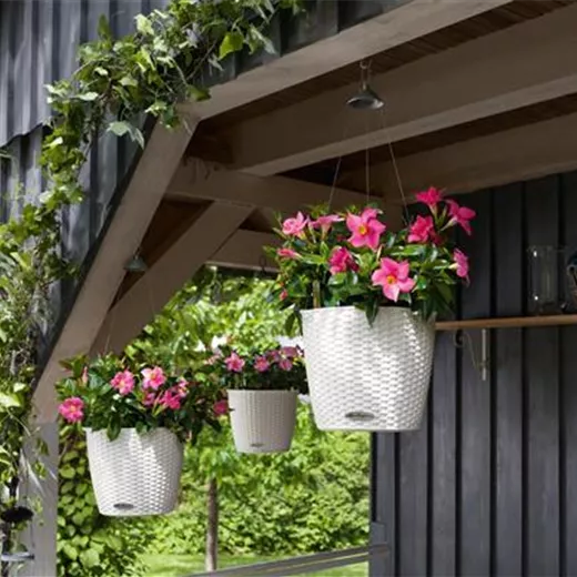 LECHUZA NIDO Cottage