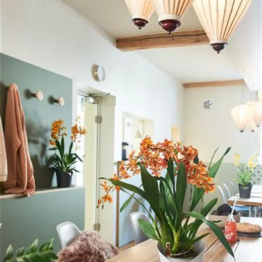 LECHUZA ORCHIDEA Color