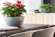 LECHUZA Pflanzschale CUBETO Stone 30 