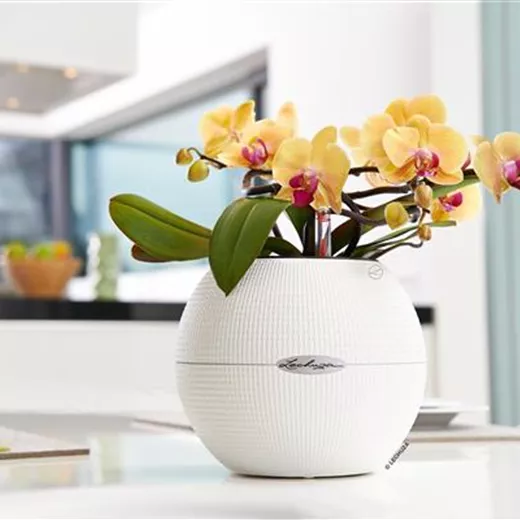 LECHUZA PURO Color 20 