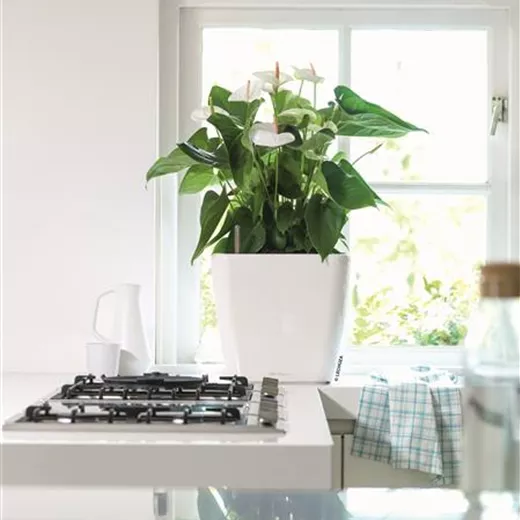 LECHUZA QUADRO Premium LS 35 