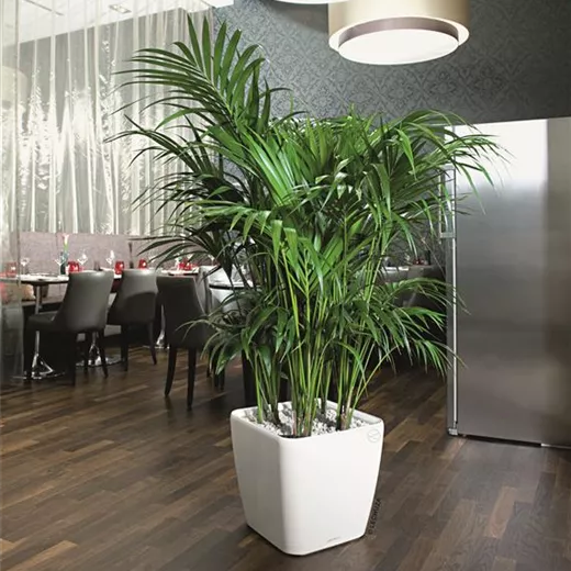 LECHUZA QUADRO Premium LS 50 