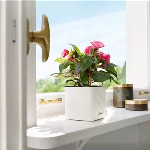 LECHUZA CUBE Color 16 