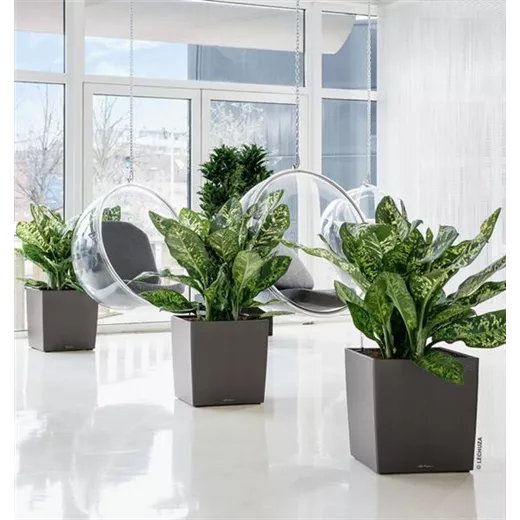 LECHUZA CUBE Premium 30 