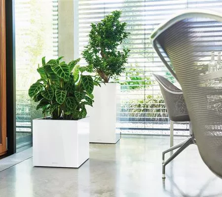 LECHUZA CANTO Premium 40 low