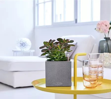 LECHUZA CANTO Stone 14 