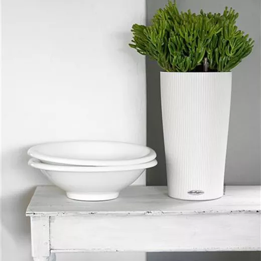 LECHUZA CILINDRO Color 23 