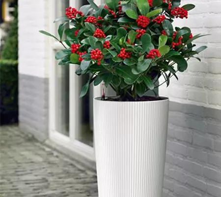 LECHUZA CILINDRO Color 32 