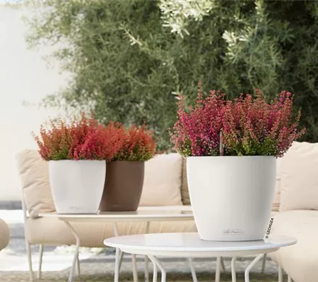 LECHUZA CLASSICO Color 28 