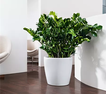 LECHUZA CLASSICO Color 43 