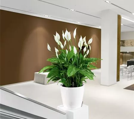 LECHUZA CLASSICO Premium 60 