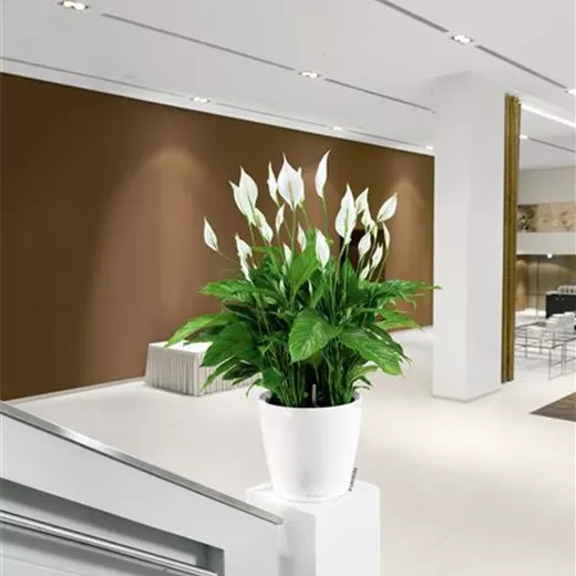 LECHUZA CLASSICO Premium 60 