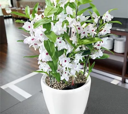 LECHUZA CLASSICO Premium LS 21 