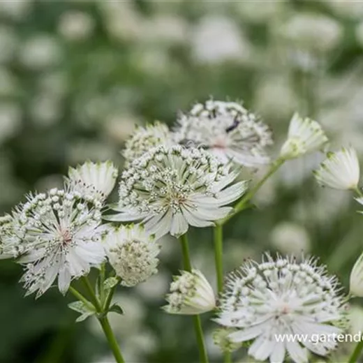 Astrantia major 'Shaggy'