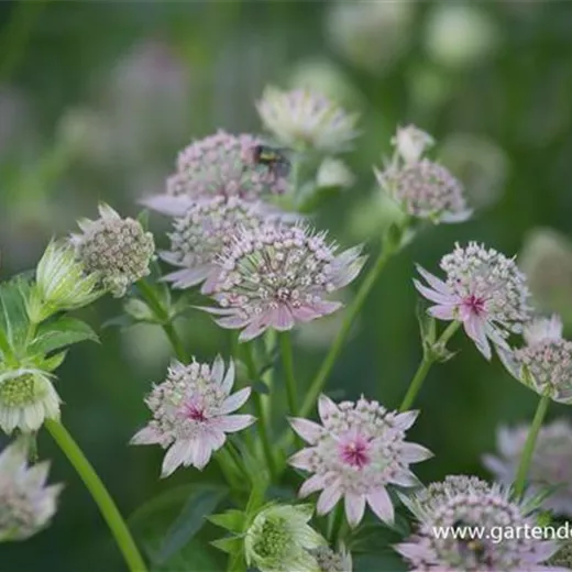 Astrantia major 'Star of Billion' -R- Astrantia major 'Star of Billion' -R-