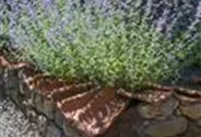 Blauraute 'Blue Spire'