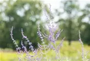 Blauraute 'Blue Spire'