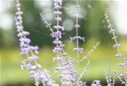 Blauraute 'Blue Spire'