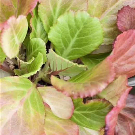 Bergenia cordifolia 'Abendglut' Bergenia cordifolia 'Abendglut'