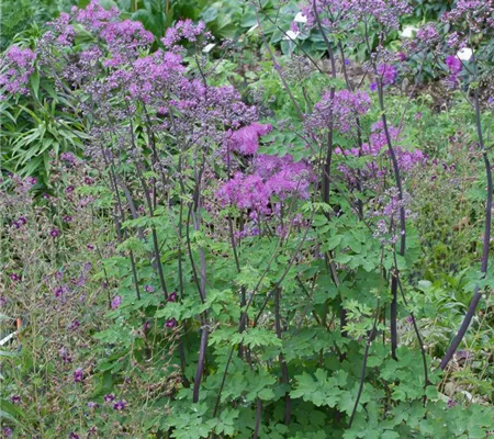 Akeleiblättrige Wiesenraute 'Black Stockings' Akeleiblättrige Wiesenraute 'Black Stockings'