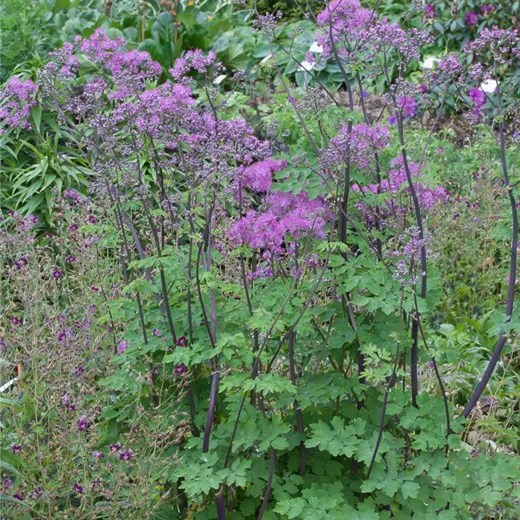 Akeleiblättrige Wiesenraute 'Black Stockings' Akeleiblättrige Wiesenraute 'Black Stockings'