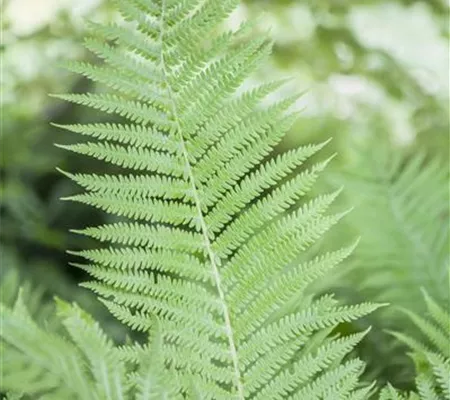 Athyrium filix-femina Athyrium filix-femina