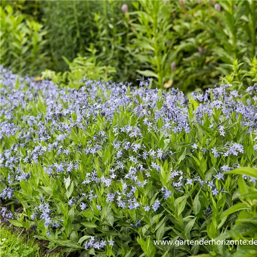 Blausternbusch Blausternbusch