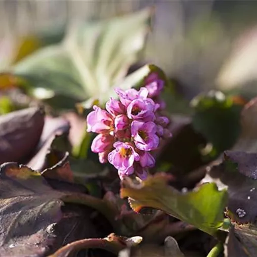 Bergenia cordifolia 'Herbstblüte' Bergenia cordifolia 'Herbstblüte'