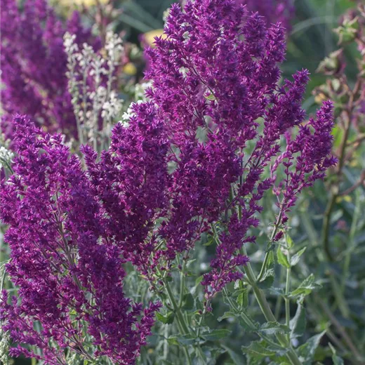 Blüten-Salbei Blüten-Salbei