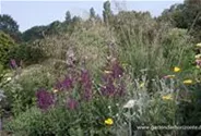 Blüten-Salbei