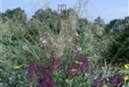 Blüten-Salbei