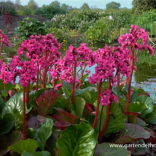 Bergenia cordifolia 'Pinneberg' Bergenia cordifolia 'Pinneberg'