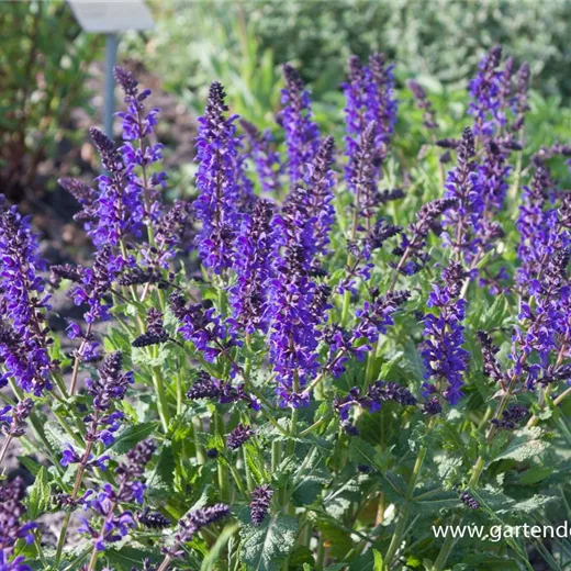 Blüten-Salbei Blüten-Salbei