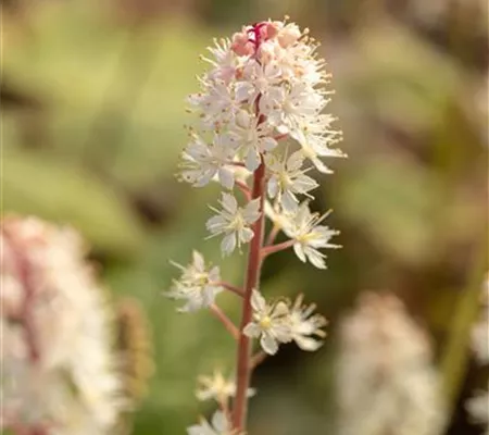 Amerikanische Schaumblüte Amerikanische Schaumblüte