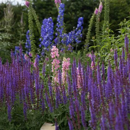 Blüten-Salbei Blüten-Salbei