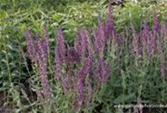 Blüten-Salbei