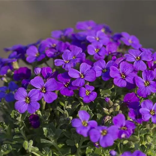 Aubrieta x cult.'Hamburger Stadtpark' Aubrieta x cult.'Hamburger Stadtpark'