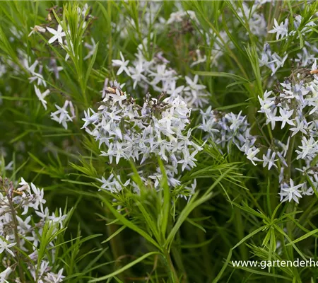 Amsonia Amsonia