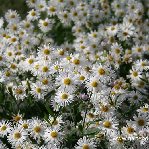 Boltonia asteroides 'Snowbank' Boltonia asteroides 'Snowbank'