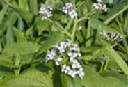 Ausdauerndes Silberblatt