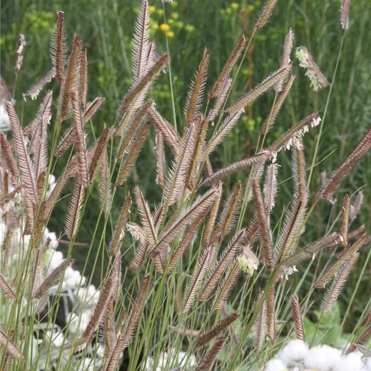 Bouteloua gracilis Bouteloua gracilis